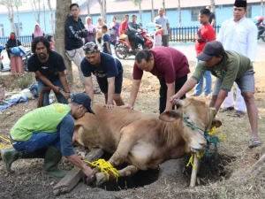 Tata Cara Penyembelihan Hewan Qurban