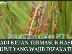 Penjelasan Padi Ketan dan Zakat