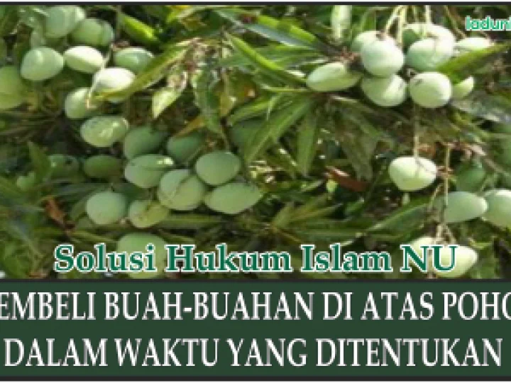 Hukum Membeli Buah-buahan di atas Pohon dalam Waktu yang Ditentukan