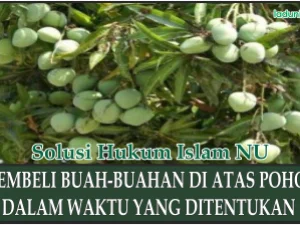 Hukum Membeli Buah-buahan di atas Pohon dalam Waktu yang Ditentukan