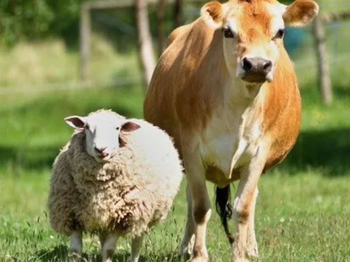 Hukum Hewan Qurban untuk Orang yang Sudah Meninggal