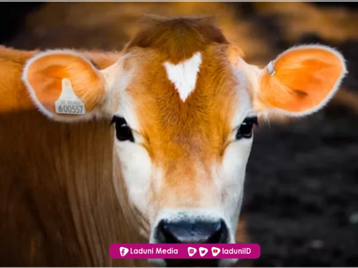 Syarat Agar Hewan Sembelihan Halal