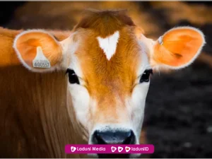 Syarat Agar Hewan Sembelihan Halal