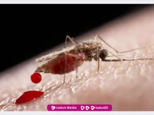 Apakah Darah Nyamuk Yang Menempel Di Pakaian Termasuk Najis Mutawassitah