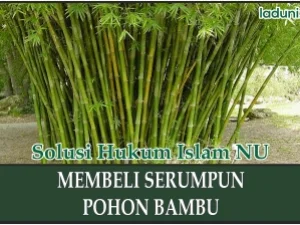 Membeli Serumpun Pohon Bambu dan Tunas yang Tumbuh di Sekitarnya