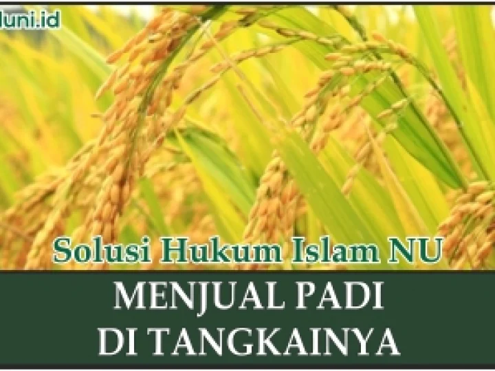 Menjual Padi dengan Sistem Kontrak