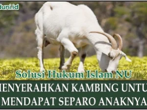 Bagi Hasil dari Pemeliharaan Kambing