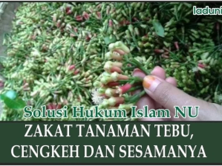 Zakat Tanaman Tebu, Cengkeh dan Sesamanya