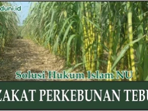 Hukum Zakat Perkebunan Tebu