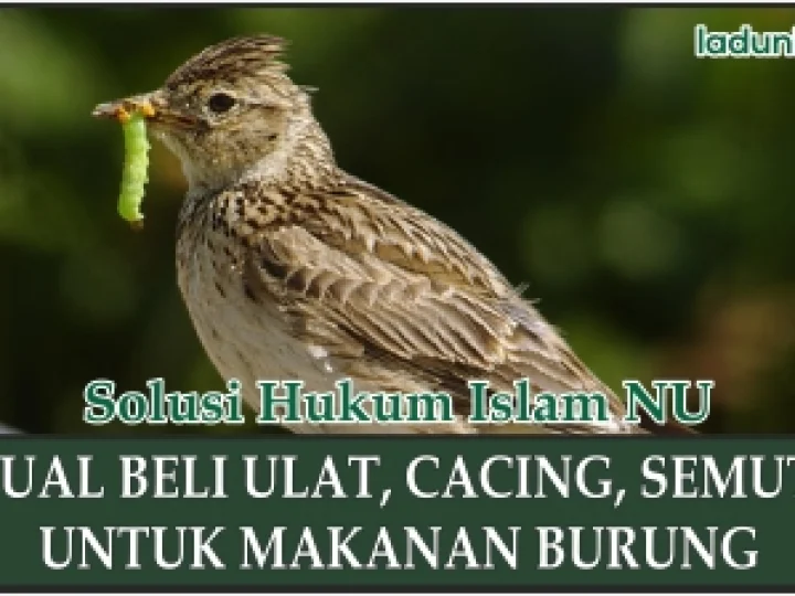 Hukum Jual Beli Ulat, Cacing, dan Semut untuk Makanan Burung