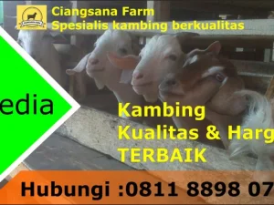 Ciangsana Farm Sediakan Kambing Qurban Wilayah Jabodetabek