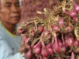 Budidaya Bawang Merah Organik Bantul sangat Menggembirakan