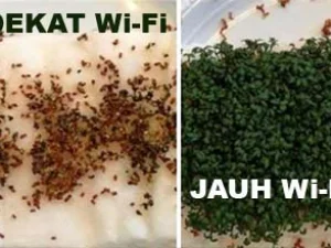 Ujicoba Wifi: Berbahaya bagi Kesehatan Manusia