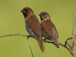 Ternyata Begini Isi Rayuan Cinta Burung Pipit yang Kasmaran