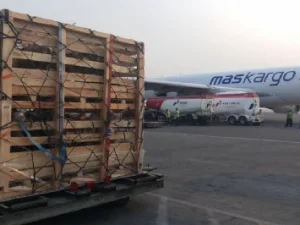 Permulaan yang Bagus, Ribuan Domba asal Jatim Diekspor ke Malaysia