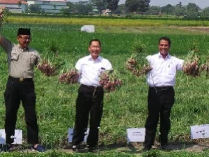 Menteri Pertanian: Brebes akan Ekspor Bawang ke 4 Negara Asia