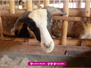 Patungan Qurban Sahkah?