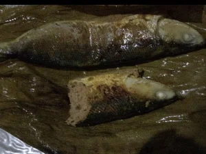 Muloeh Teupeh, Sang Kuliner Aceh Unik dan Mendunia