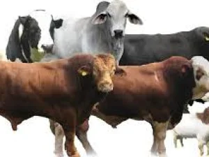 Fiqh Qurban #3: Berqurban Wajib atau Sunatkah?