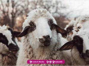 Keutamaan Qurban dan Penjelasannya