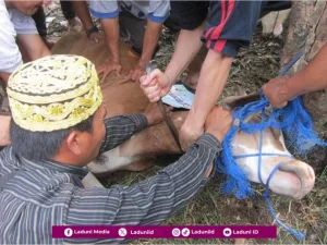 Doa Menyembelih Hewan Qurban Atas Nama Pemiliknya