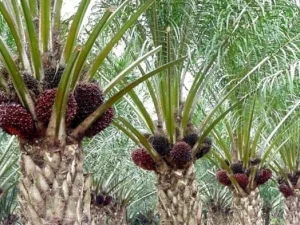 Investasi Sawit Dinilai Tak berikan Kesejahteraan Bagi Masyarakat Kalbar