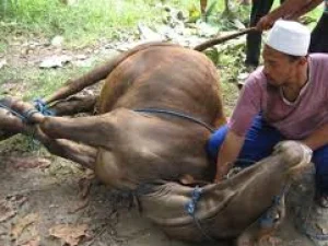 Jenis Hewan Berqurban