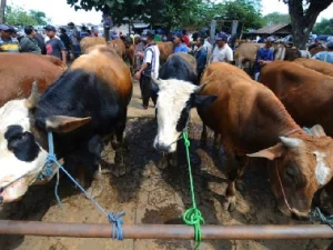 Empat Bisnis Dadakan yang Menjanjikan Jelang Hari Raya Idul Adha