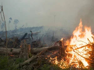 Sukriyanto Tepis Anggapan Anggota REI Terlibat Pembakaran Lahan
