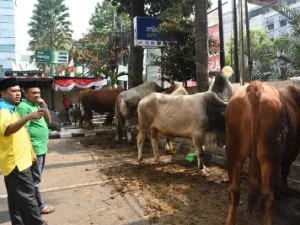 NU Care LazisNU Salurkan Hewan Qurban dari Berbagai Instansi dan Pejabat Negara