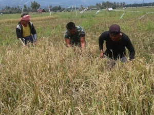 Pendampingan Pertanian untuk Sukseskan Hanpangan