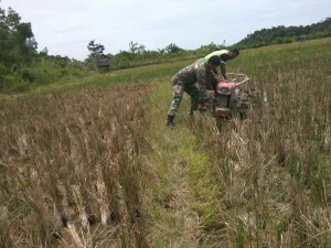 Gunakan Alat Mesin Pertanian Koramil, Babinsa Bantu Bajak Sawah Petani