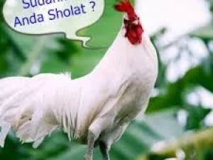 Ayam Jago Putih #2: Hewan Rajin Berzikir