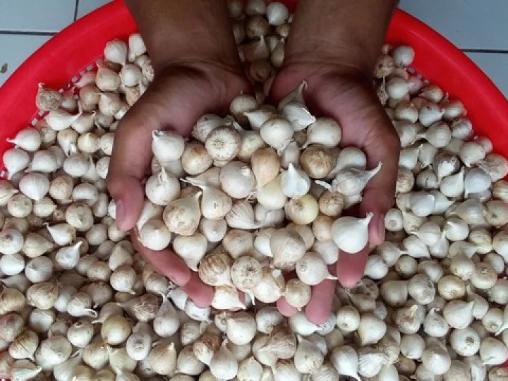Inilah Manfaat Bawang Putih dan Efek Sampingnya Bagi Tubuh