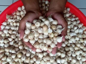 Inilah Manfaat Bawang Putih dan Efek Sampingnya Bagi Tubuh