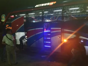 Bus Sanura Tabrak Sapi di Lintasan Jalan Nasional Kawasan Bandar Dua