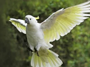 Burung Kakaktua yang Nasibnya Su'ul Khotimah