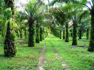 Presiden Keluarkan Inpres Penundaan Pelepasan Kawasan Hutan Untuk Perkebunan Sawit