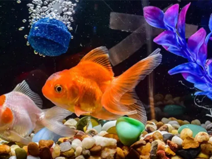 ​Ikan Tidak Mungkin Menang Lomba Terbang
