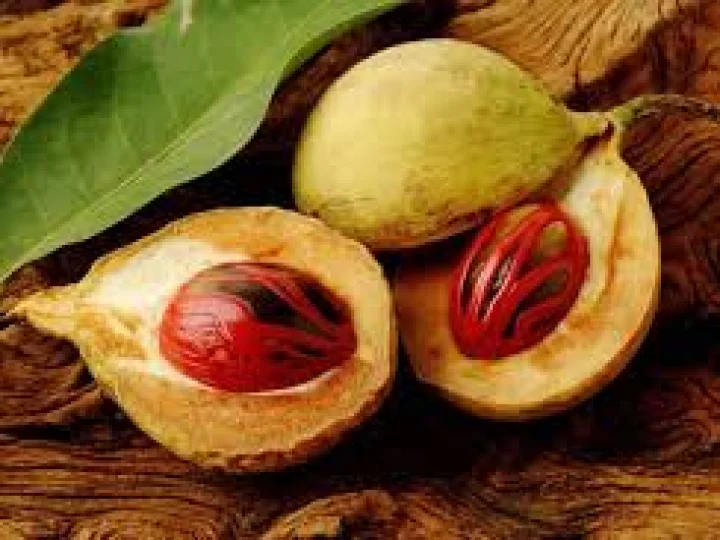 Hukum Bumbu Masak Pala