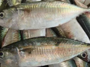 Benarkah Kandungan Ikan Kembung Lebih Tinggi dari Salmon? Ini Faktanya