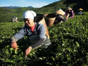 2 Perusahaan Perkebunan Teh Nasional  Menyandang Status Pailit