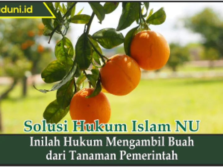 Inilah Hukum Mengambil Buah dari Tanaman Pemerintah