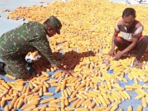 Sertu Armadi Bantu Warga Jemur Jagung