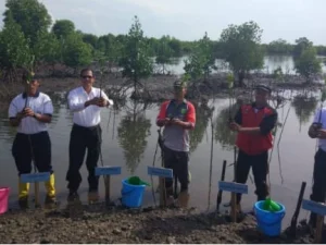 Usaha Pemerintah Kota Langsa Jaga Kelestarian Hutan Mangrove