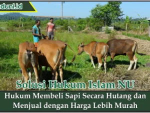 Hukum Membeli Sapi Secara Hutang dan Menjual dengan Harga Lebih Murah
