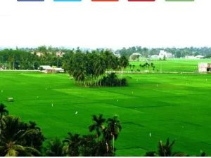 Gampong Blang Dalam 1#: Menguak Sejarah dan Asal Usul Blang Dalam Pidie Jaya