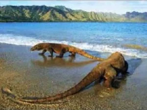 Kenapa Komodo Hanya ada di Indonesia? Simak Penjelasannya