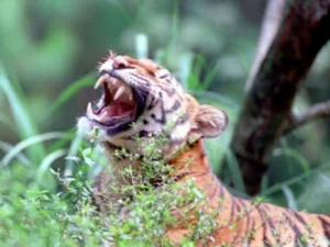 Nasib Harimau di Aceh, Tersisa 200 Ekor Lagi