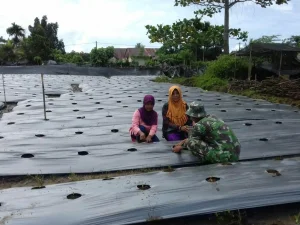 Babinsa Koramil Lageun Dampingi Warga Tanam Cabai